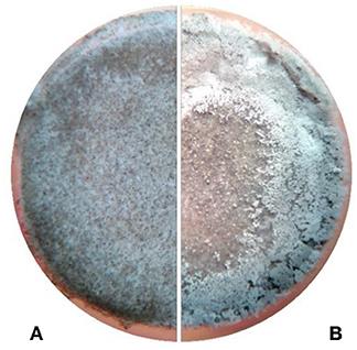 The Application of Lysinibacillus sphaericus for Surface Treatment and Crack Healing in Mortar